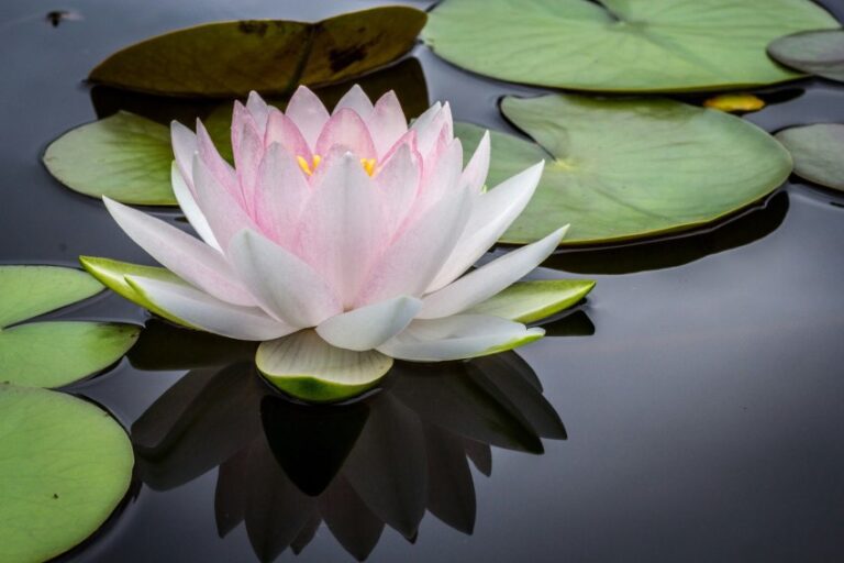 fleur de lotus, qui est aussi le symbole du chakra couronne